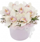 Белые орхидеи, варианты от 5 до 15