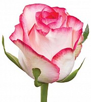Роза Джумилия 80 см. Букеты от 7 до 101 image 0