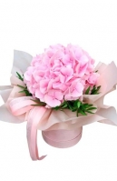 Pink Hydrangea at a box