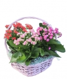 3 Kalanchoes Basket  Arrangement