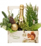 Cypress flowerpot & Martini +