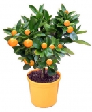 Citrus Gold (Orange) Tree