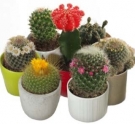 The Cactuses Collection