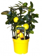 Citrus (Lemon) Tree