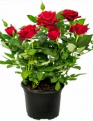 Potted Rose Parade
