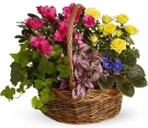 6 Plants at the Basket