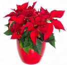 Christmas Star (Poinsettia)