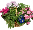 7 Plants at the Basket