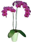 Орхидея сиреневая в специальном горшке