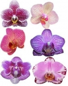 Орхидеи необычные