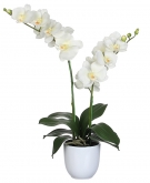 	Орхидея белая, цветущая