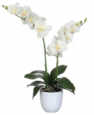 White Phalaenopsis Orchid