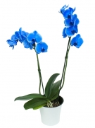 Блакитна орхідея фаленопсис