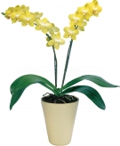 Sunny Yellow Orchid