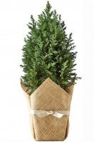 Live Fir-Tree