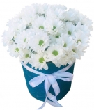 Camomiles-Chrysanthemums