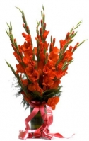 Red Gladioluses