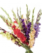 Multicolored Gladioli. Bouquets from 7 to 35