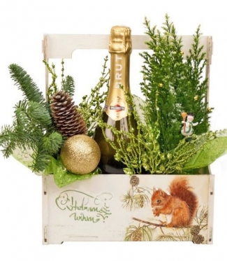 Cypress flowerpot & Martini +