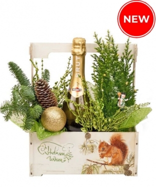 Cypress flowerpot & Martini +