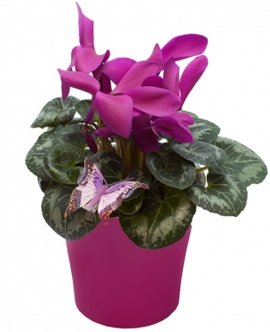 Cyclamen