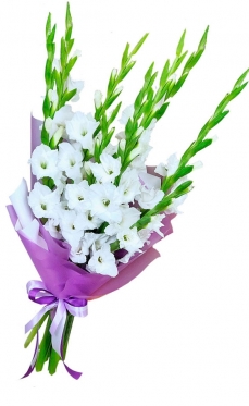 White Gladioli - from 7 to 35