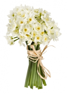 White Narcissus