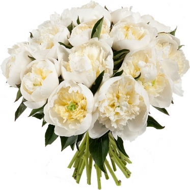 White Peonies