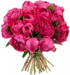 Crimson peonies