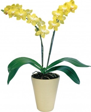 Sunny Yellow Orchid