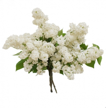 White Lilac Bouquet