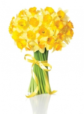 Yellow narcissus