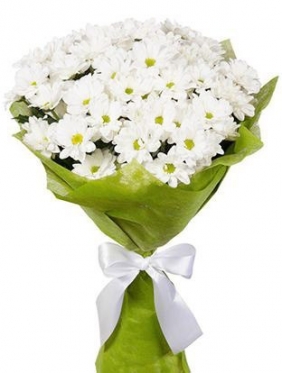 Сamomiles? No, Its Chrysanthemums!