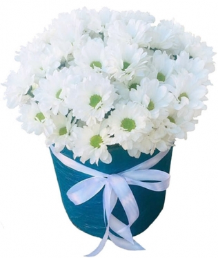 Camomiles-Chrysanthemums