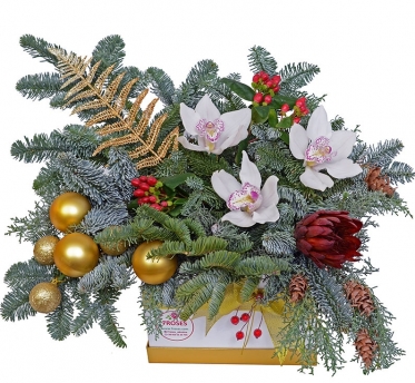 Снігові Орхідеї