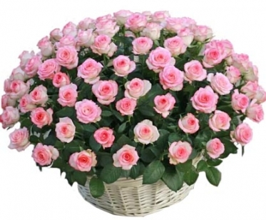 25-151 Pink Classic Roses Basket