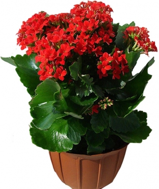 Kalanchoe