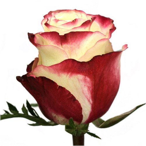 Elite Unique Roses image 2
