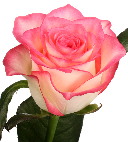 Елітні Унікальні Троянди image 3