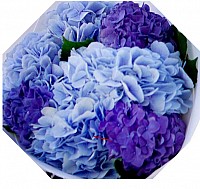 In blue-violet shades image 0