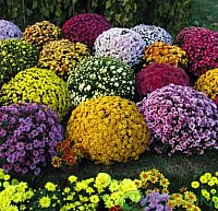 Сонячно-жовта куляста осіння хризантема image 1