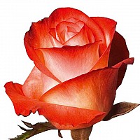 Елітні Унікальні Троянди image 1