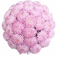 Pink Autumn Chrysanthemums image 0