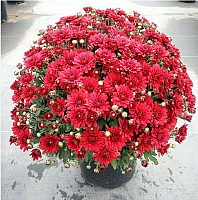 Червона Куляста осіння хризантема image 1
