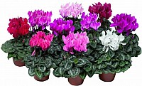 Cyclamen image 0