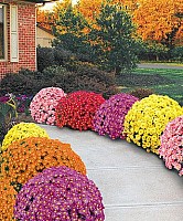 Spherical Fall Chrysanthemum Plant-Pink image 1