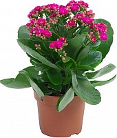 Kalanchoe image 0