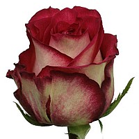 Elite Unique Roses image 0