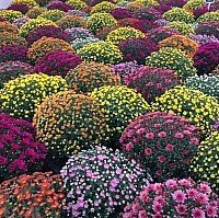 Spherical Fall Chrysanthemum Plant-Pink image 0