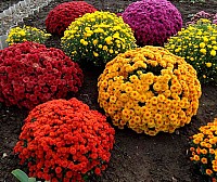 Темно-червона Куляста осіння хризантема image 1